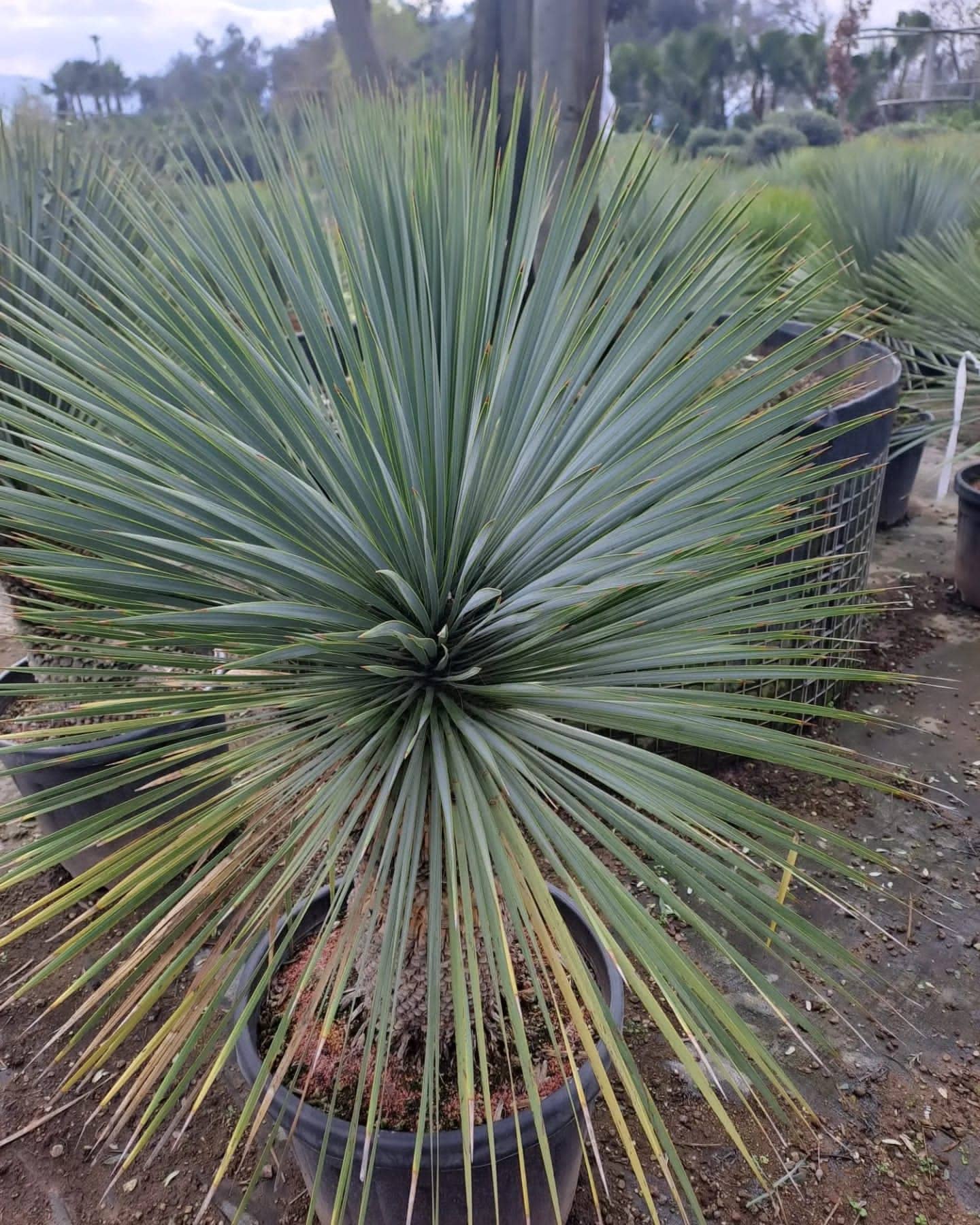 Yucca Rostrata
