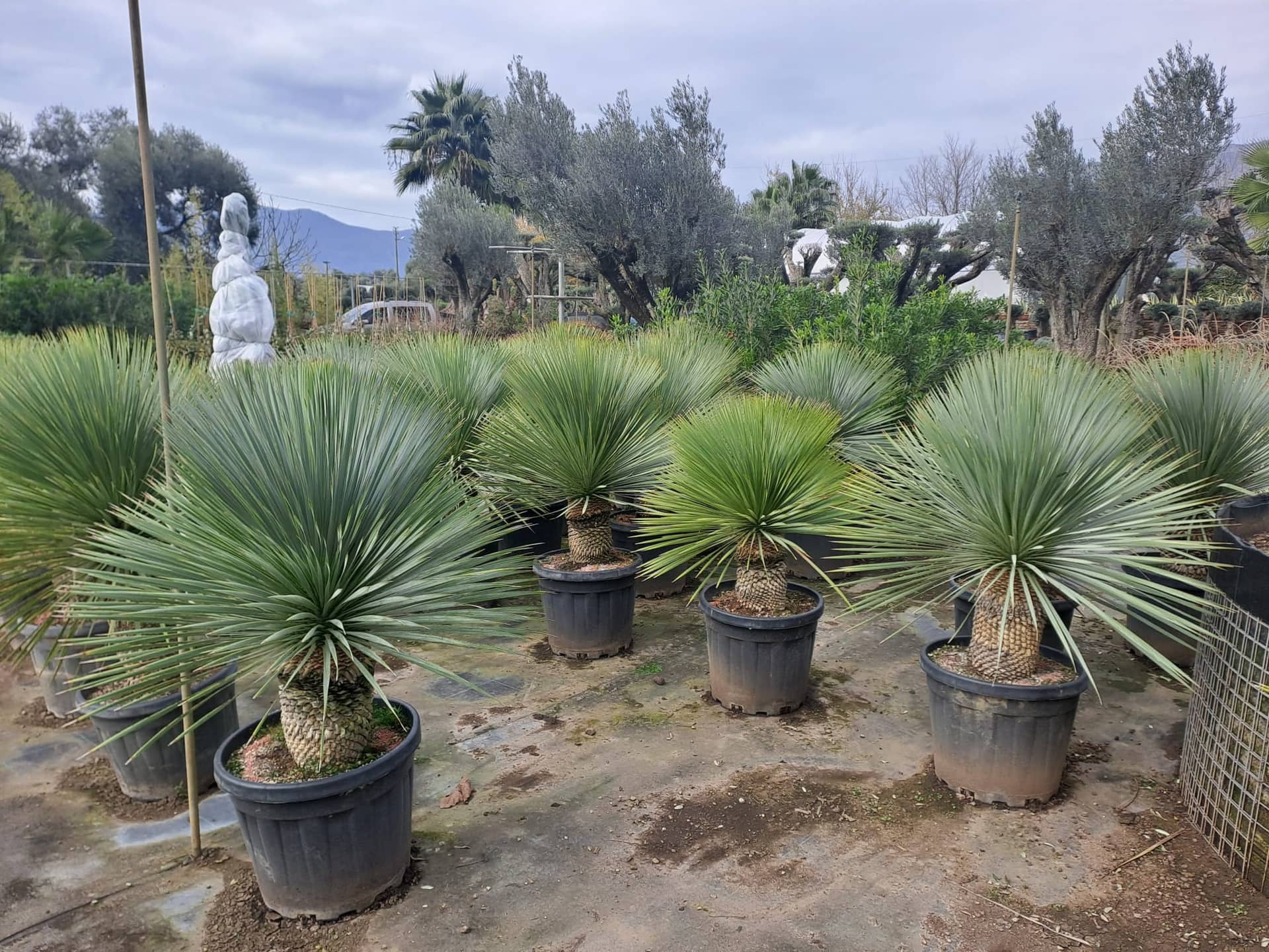 Yucca rostrata koleksiyonu